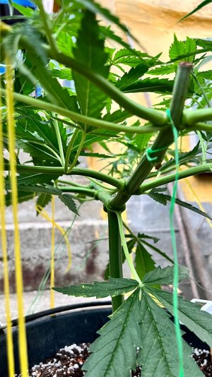 118A6924-810B-4525-9EC3-3AC85EB8C34C.jpeg 118A6924-810B-4525-9EC3-3AC85EB8C34C.jpeg