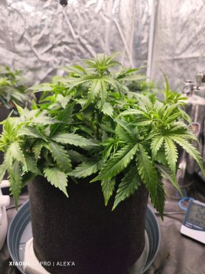 IMG_20230523_181106.jpg IMG_20230523_181106.jpg