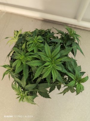 IMG_20230523_183429.jpg IMG_20230523_183429.jpg