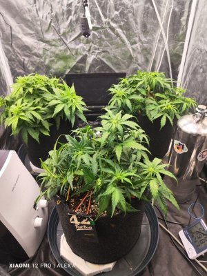 IMG_20230523_183802.jpg IMG_20230523_183802.jpg