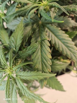 IMG_20230523_183536.jpg IMG_20230523_183536.jpg