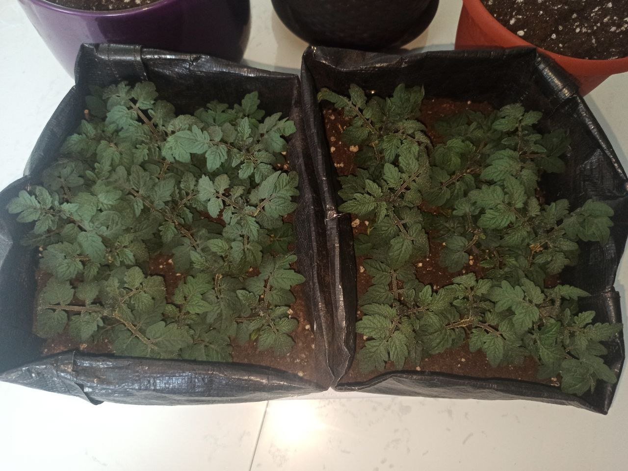 photo_2023-05-25_06-58-05.jpg photo_2023-05-25_06-58-05.jpg