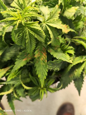 IMG_20230525_181838.jpg IMG_20230525_181838.jpg