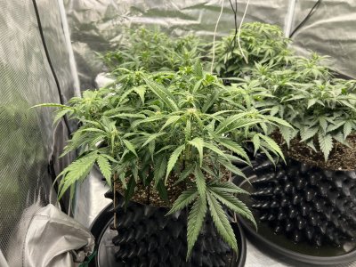 059A2F25-4565-4859-85D4-6588F3E0D121.jpeg 059A2F25-4565-4859-85D4-6588F3E0D121.jpeg