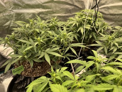 66EAED77-7181-4362-87A4-E5AF440405DF.jpeg 66EAED77-7181-4362-87A4-E5AF440405DF.jpeg