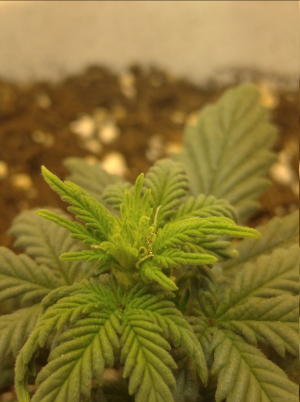 1685906057996.png 1685906057996.png