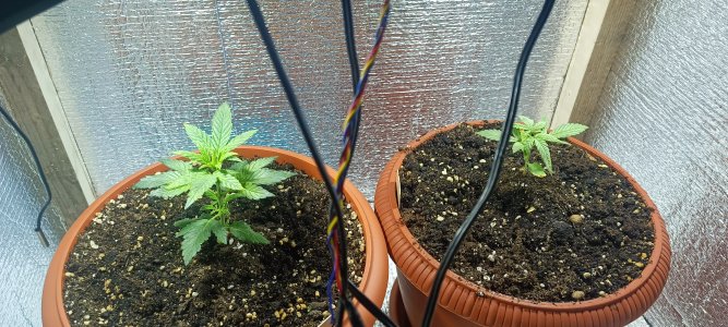 1685963467074.jpg 1685963467074.jpg