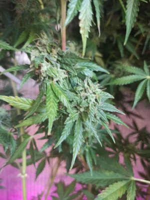 IMG_20230610_174403.jpg IMG_20230610_174403.jpg