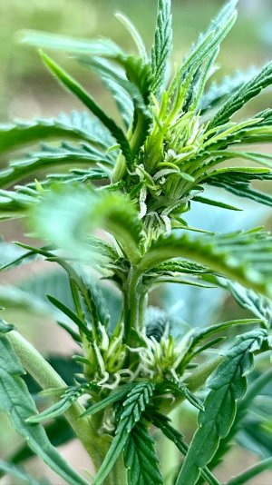 53835DEC-EF7F-47B9-BAA3-E559830586EF.jpeg 53835DEC-EF7F-47B9-BAA3-E559830586EF.jpeg