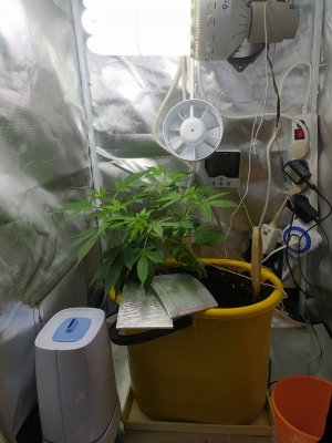 IMG_20230612_121148.jpg IMG_20230612_121148.jpg