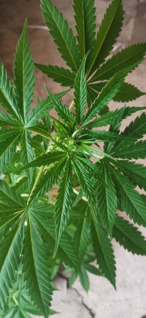 photo_5206705123009611340_y.jpg photo_5206705123009611340_y.jpg