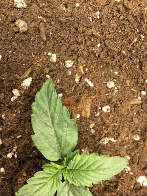 лепесток 1.jpg