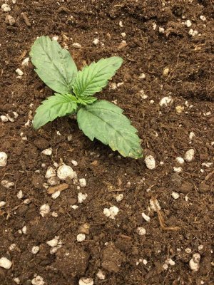 лепесток 2.jpg