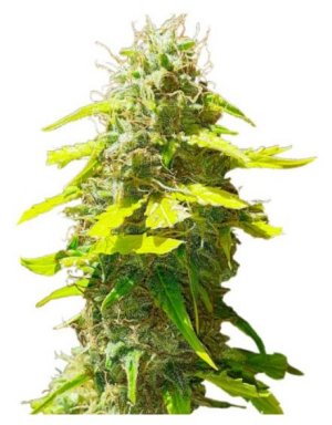 Punch Gelato Auto #33.jpg