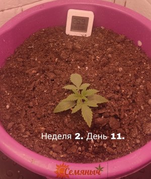 Picsart_23-07-04_09-22-24-227.jpg Picsart_23-07-04_09-22-24-227.jpg