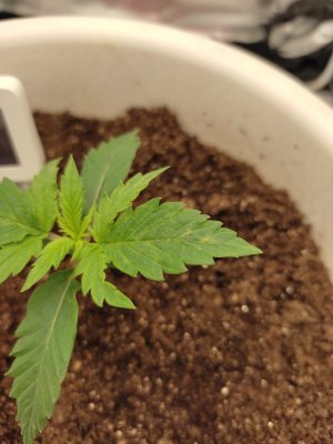 IMG_20230707_165129.jpg IMG_20230707_165129.jpg