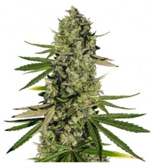 dos-vi-dos.jpg dos-vi-dos.jpg