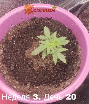 Picsart_23-07-11_10-41-14-817.jpg Picsart_23-07-11_10-41-14-817.jpg