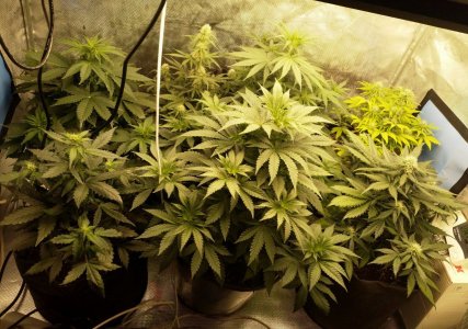 IMG_20211216_132800_536.jpg IMG_20211216_132800_536.jpg