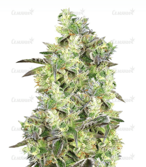 1639994584933.png 1639994584933.png