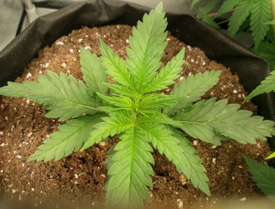 IMG_20220101_214930_883.jpg IMG_20220101_214930_883.jpg