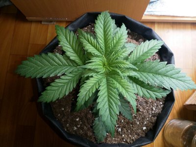 IMG_20220105_140204_385.jpg IMG_20220105_140204_385.jpg