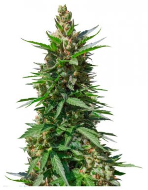 Kali Mist Auto.jpg Kali Mist Auto.jpg