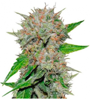 1689172523810.png 1689172523810.png