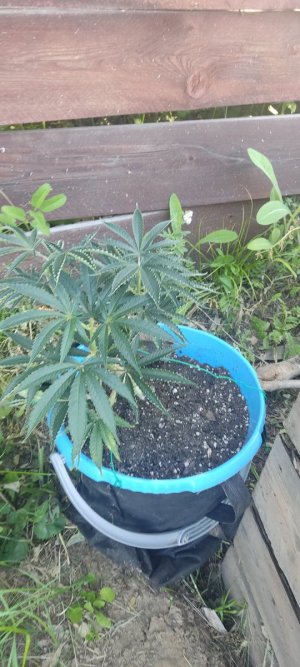 IMG_20230716_083445.jpg IMG_20230716_083445.jpg