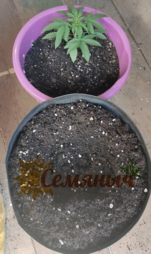 Picsart_23-07-16_18-31-02-865.jpg Picsart_23-07-16_18-31-02-865.jpg