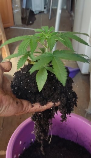 Picsart_23-07-16_18-32-56-604.jpg Picsart_23-07-16_18-32-56-604.jpg