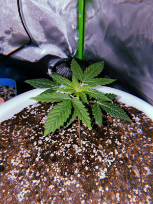 1689924549851.png 1689924549851.png