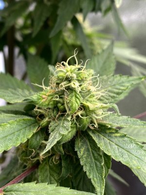 IMG_0066.jpeg IMG_0066.jpeg