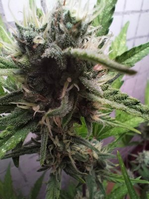 image-2023-07-24 05_08_12 (1).jpg