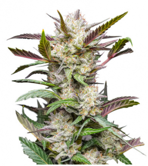 1690455297759.png 1690455297759.png