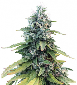 1690455449773.png 1690455449773.png