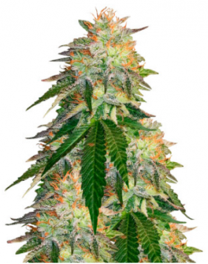 1690455638185.png 1690455638185.png