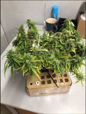 IMG_20230729_225959_379.jpg IMG_20230729_225959_379.jpg