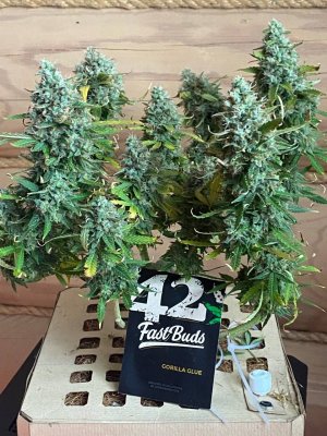 IMG_20230729_225958_674.jpg IMG_20230729_225958_674.jpg