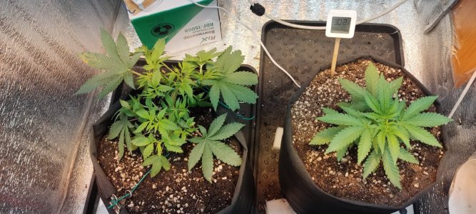 IMG_20230730_220658.jpg IMG_20230730_220658.jpg