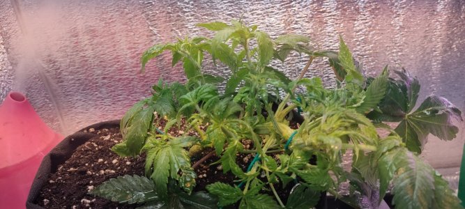 IMG_20230802_222955.jpg IMG_20230802_222955.jpg