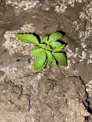 IMG_4185.jpeg IMG_4185.jpeg