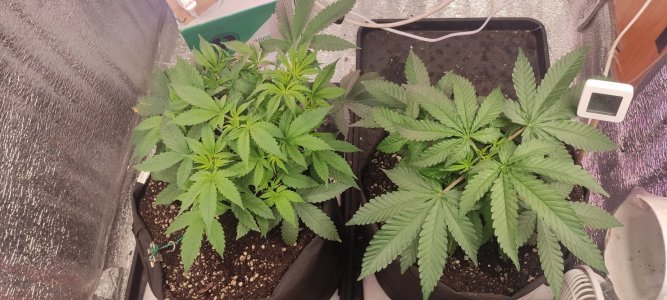 IMG_20230804_172259.jpg IMG_20230804_172259.jpg