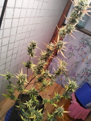 image-2023-08-04 19_57_28.jpg