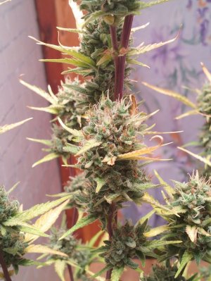 image-2023-08-04 19_57_29.jpg