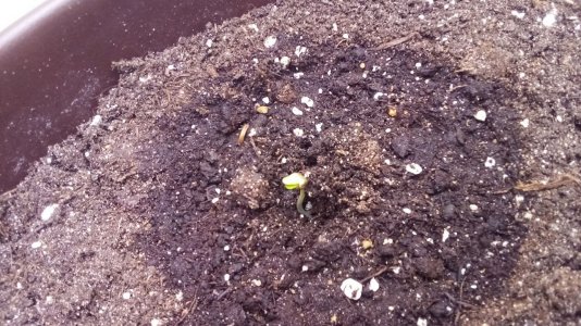 IMG_20230806_111707_627.jpg IMG_20230806_111707_627.jpg