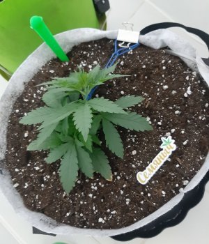 20230807_184350.jpg 20230807_184350.jpg