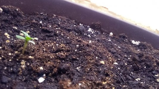 IMG_20230808_113945_136.jpg IMG_20230808_113945_136.jpg