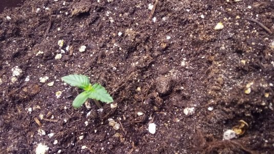 IMG_20230809_104216_482.jpg IMG_20230809_104216_482.jpg