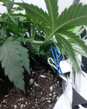 20230810_184549.jpg 20230810_184549.jpg